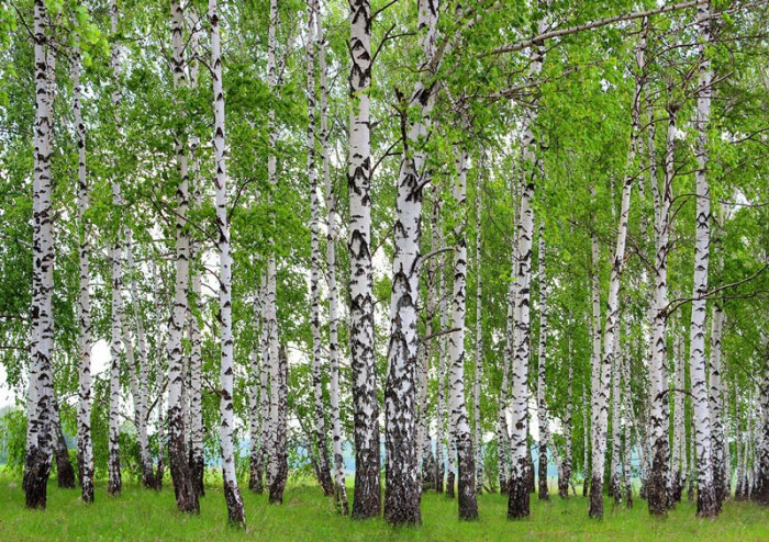 Fototapete Birkenwald im Frühling