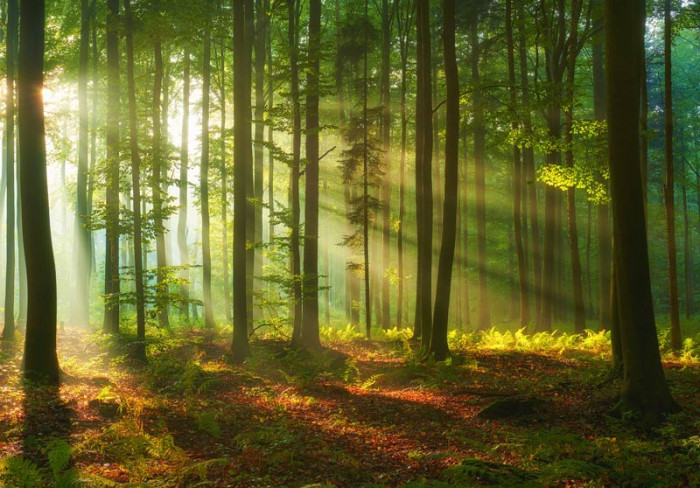 Fototapete Wald mit himmlischen Lichtstrahlen