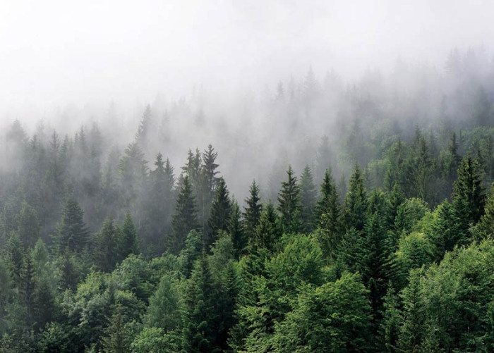 Fototapete Mysteriöser nebliger Bergwald