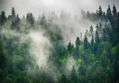 Ein nebliger Bergwald mit Kiefern, die in dichtem Nebel stehen, eingefangen auf dieser ruhigen Vliestapete.
