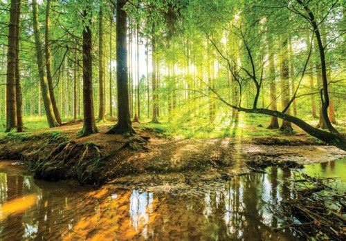 Sonnige Fototapete eines Waldes mit Bäumen und Sonnenstrahlen, die auf einen Fluss scheinen.