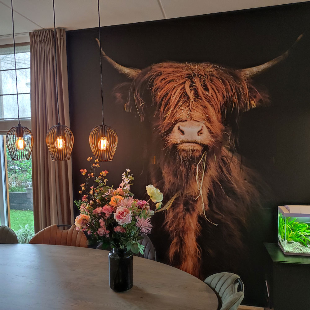 Vinyltapete Scottish Highlander Fototapete