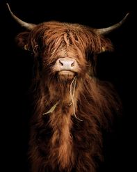 Fototapete mit schottischen Hochlandrindern