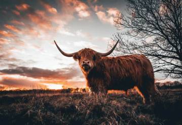 Fototapete mit einem Schottischen Hochlandrind auf der Weide